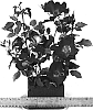 Rosa%20hybrida%20%27WEKsacsoul%27