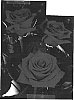 Rosa%20hybrida%20%27TAN01549%27