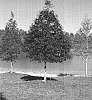 Quercus%20nuttallii%20%27QNSTD%27