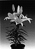 Lilium%20hybrida%20%27Tiny%20Bee%27