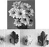 Chrysanthemum%20x%20morifolium%20%27DekDinar%27
