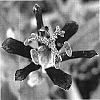 Tricyrtis%20hirta%20%27Raspberry%20Mousse%27