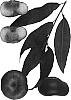 Prunus%20persica%20var.%20nucipersica%20%27Sauzee%20King%27