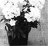 Phlox%20paniculata%20%27Bartwentynine%27