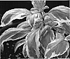 Ocimum%20x%20citriodorum%20%27Pesto%20Perpetuo%27