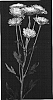 Chrysanthemum%20x%20morifolium%20%27Yomusic%27