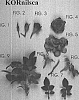 Rosa%20hybrida%20%27KORnilsca%27