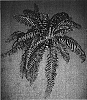 Nephrolepis%20falcata%20%27VP004%27