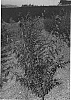 Prunus%20cerasifera%20x%20Prunus%20persica%20%27AP-1%27
