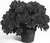 Rhododendron%20simsii%20%27Christine%20Siena%27