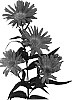 Aster%20hybrida%20%27Esmguatamala%27