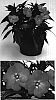 Impatiens%20hawkeri%20%27Visinfsal%27