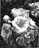 Rosa%20hybrida%20%27NOA250092%27