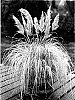 Cortaderia%20selloana%20%27Splendid%20Star%27