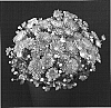 Chrysanthemum%20x%20morifolium%20%27Bold%20Yogretchen%27