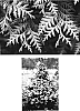 Thuja%20occidentalis%20%27Walter%20Brown%27