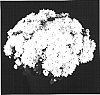 Chrysanthemum%20x%20morifolium%20%27Sunny%20Yoursula%27