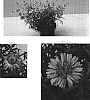 Argyranthemum%20x%20hybrida%20%27OHAR01245%27