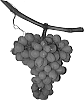 Vitis%20vinifera%20L.%20%27Autumn%20King%27