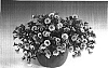 Calibrachoa%20sp.%20%27Sunbel-labu%27