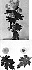 Chrysanthemum%20x%20morifolium%20%27Jeanny%20Orange%27