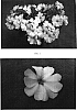 Impatiens%20hybrida%20%27Balfafblus%27
