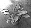 Hosta%20sieboldiana%20%27Eskimo%20Pie%27