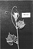 Vitis%20champinii%20x%20%28Vitis%20riparia%20x%20Vitis%20rupestris%29%20%27RS-3%27