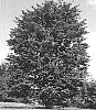 Cornus%20kousa%20x%20C.%20nuttallii%20%27KN4-43%27