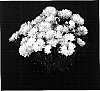 Chrysanthemum%20x%20morifolium%20%27Soft%20Yocheryl%27