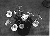 Petunia%20hybrida%20%27Sunpatiki%27