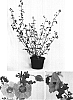 Anisodontea%20scabrosa%20x%20Anisodontea%20elegans%20%27Elegant%20Lady%27