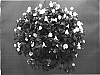 Torenia%20sp.%20%27Dantorwhite%27