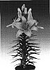 Lilium%20hybrida%20%27Tiny%20Dino%27