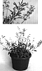 Agastache%20mexicana%20%27Kiegador%27