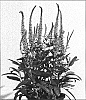 Veronica%20hybrida%20%27Pink%20Panther%27