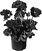 Pelargonium%20x%20hortorum%20%27Genvada%27