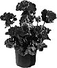Pelargonium%20x%20hortorum%20%27Genvada%27