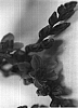 Limonium%20altaica%20%27Danlisadablue%27