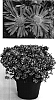 Aster%20hybrida%20%27Yoballad%27