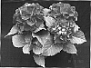 Hydrangea%20hybrida%20%27200724077%27