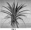 Ananas%20comosus%20%27Honey%20Gold%27