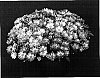Chrysanthemum%20x%20morifolium%20%27Yotasha%27