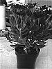 Osteospermum%20ecklonis%20%28DC%29%20T.%20Norl.%20%27Sunny%20Stephanie%27
