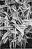 Carex%20ciliato-marginata%20%27Treasure%20Island%27