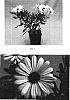 Osteospermum%20ecklonis%20%27Balserwhit%27