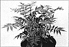 Sorbaria%20sorbifolia%20%27Sem%27
