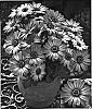 Osteospermum%20ecklonis%20%27Oste%20Lightpur%27
