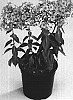 Phlox%20paniculata%20%27Barthirtyfour%27