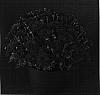 Chrysanthemum%20x%20morifolium%20%27Rosy%20Yovictoria%27